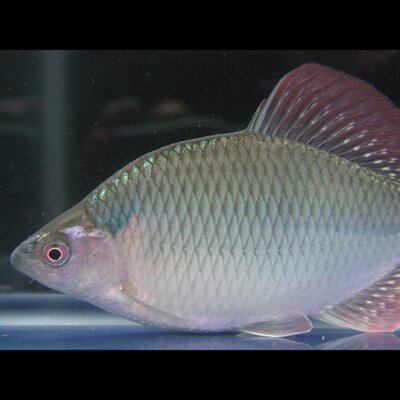 okfish中村's profile picture
