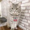 Фото профиля 🐈猫川猫太郎😺