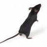 Mouse 'Oceanic Nixie Mean Churl' Houston's profile picture