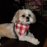 NY Graciela Blue profil fotoğrafı