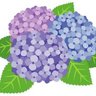 紫陽花つばめ's profile picture