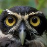 Фото профиля Murucututu_observador