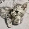 sia!'s profile picture