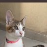 Shezan Khan's profile picture