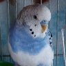 インコっこ's profile picture