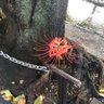 かわらば 的头像