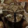Rattler Nation Blog ็ๅคดๅ