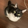 大福ポンポン profil fotoğrafı