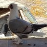 ماهر profil fotoğrafı
