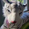 Фото профиля tyger chyldren