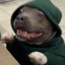 Donneldingo's profile picture
