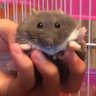 しんしん profil fotoğrafı