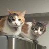三毛猫姉妹くきくらと飼主の道 的头像