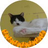 いしだ ひろこ's profile picture