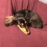 Фото профиля 【こうちゃん家】ダックス、ダックス、ときどきゴールデン
