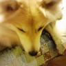 Profilbild von あ・・うん　d(^_^o)