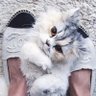 ねこKkura profil fotoğrafı