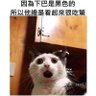 Profilbild von 蜜桃臀