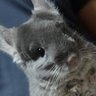 ChinchillaBONKK profil fotoğrafı