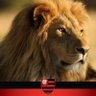 Фото профиля Surface & Graph 🇧🇷 🇧🇷❤️🖤❤️🖤❤️🖤