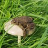 Toad of Earlham Hall's profile picture