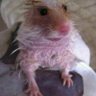 RAt profil fotoğrafı