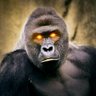 Gorilla Writer's profile picture