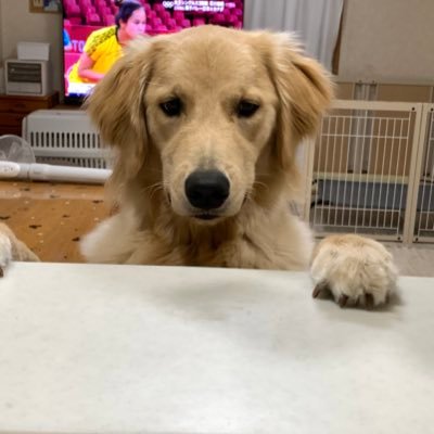ティアラ🐾ゴールデンレトリバー's profile picture