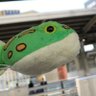 ムラサキだるま profil fotoğrafı