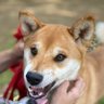 柴犬茶々kiyo profil fotoğrafı