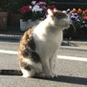 Profilbild von 猫子
