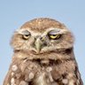 Ozan profil fotoğrafı