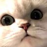 球球球 profil fotoğrafı