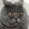 John Carney's profile picture