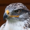 Фото профиля Falcon4175