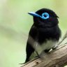 サンコウチョウ profil fotoğrafı