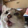 #シピィ profil fotoğrafı
