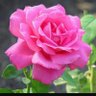 محبة الله profil fotoğrafı