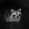 Pqndaᶠᶜᵗ's profile picture