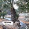 Profilbild von بنت الأكرمين