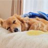 サラ 的头像