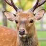 あきしかお profil fotoğrafı