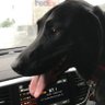 Dawg Dad profil fotoğrafı