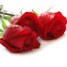 Profilbild von إبن الكرام