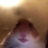 Diego Jimenez Romero's profile picture