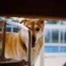 cosmo's profile picture