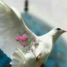 Myiraq profil fotoğrafı