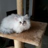 Miloลก 0007's profile picture