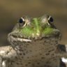 Slimey frog face 🐸🍃💚🍃🗑🚮🚯 的头像