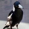 Profilbild von The Magpie
